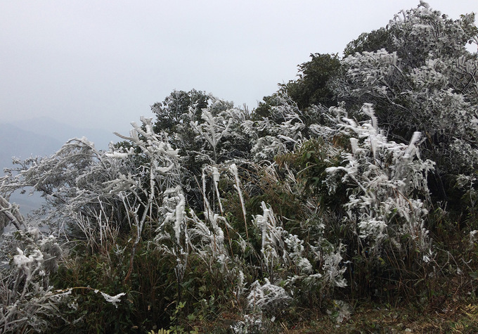 Frost covers Mau Son Mountain due to cold, social news, vietnamnet bridge, english news, Vietnam news, news Vietnam, vietnamnet news, Vietnam net news, Vietnam latest news, vn news, Vietnam breaking news