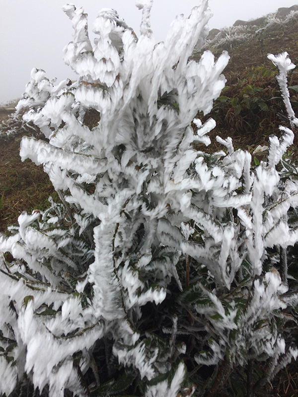 Frost covers Mau Son Mountain due to cold, social news, vietnamnet bridge, english news, Vietnam news, news Vietnam, vietnamnet news, Vietnam net news, Vietnam latest news, vn news, Vietnam breaking news