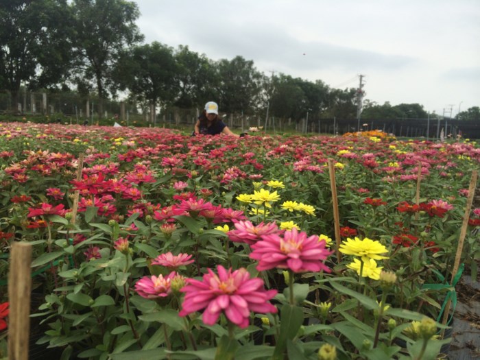 Sa Dec Flower Village in full bloom, travel news, Vietnam guide, Vietnam airlines, Vietnam tour, tour Vietnam, Hanoi, ho chi minh city, Saigon, travelling to Vietnam, Vietnam travelling, Vietnam travel, vn news