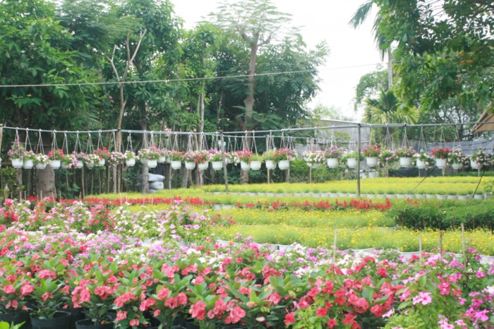 Sa Dec Flower Village in full bloom, travel news, Vietnam guide, Vietnam airlines, Vietnam tour, tour Vietnam, Hanoi, ho chi minh city, Saigon, travelling to Vietnam, Vietnam travelling, Vietnam travel, vn news