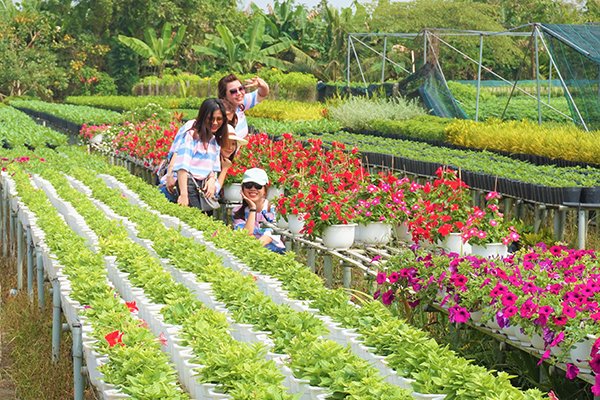 Sa Dec Flower Village in full bloom, travel news, Vietnam guide, Vietnam airlines, Vietnam tour, tour Vietnam, Hanoi, ho chi minh city, Saigon, travelling to Vietnam, Vietnam travelling, Vietnam travel, vn news