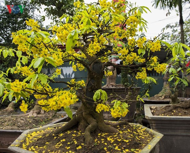Yellow apricot blossoms beautify Hue imperial city, entertainment events, entertainment news, entertainment activities, what’s on, Vietnam culture, Vietnam tradition, vn news, Vietnam beauty, news Vietnam, Vietnam news, Vietnam net news, vietnamnet news,