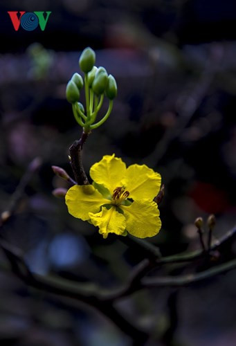 Yellow apricot blossoms beautify Hue imperial city, entertainment events, entertainment news, entertainment activities, what’s on, Vietnam culture, Vietnam tradition, vn news, Vietnam beauty, news Vietnam, Vietnam news, Vietnam net news, vietnamnet news,