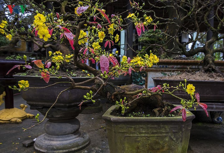 Yellow apricot blossoms beautify Hue imperial city, entertainment events, entertainment news, entertainment activities, what’s on, Vietnam culture, Vietnam tradition, vn news, Vietnam beauty, news Vietnam, Vietnam news, Vietnam net news, vietnamnet news,