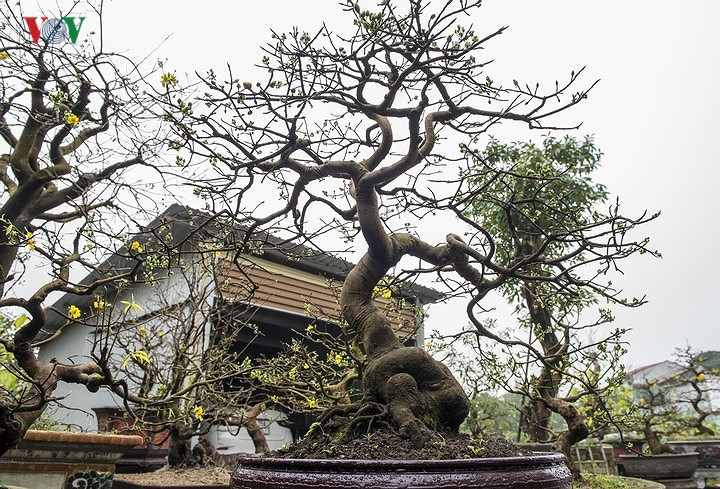 Yellow apricot blossoms beautify Hue imperial city, entertainment events, entertainment news, entertainment activities, what’s on, Vietnam culture, Vietnam tradition, vn news, Vietnam beauty, news Vietnam, Vietnam news, Vietnam net news, vietnamnet news,