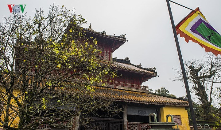 Yellow apricot blossoms beautify Hue imperial city, entertainment events, entertainment news, entertainment activities, what’s on, Vietnam culture, Vietnam tradition, vn news, Vietnam beauty, news Vietnam, Vietnam news, Vietnam net news, vietnamnet news,