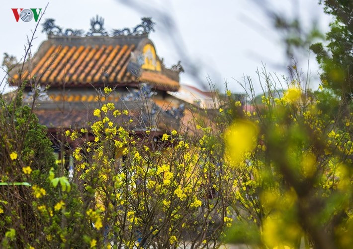 Yellow apricot blossoms beautify Hue imperial city, entertainment events, entertainment news, entertainment activities, what’s on, Vietnam culture, Vietnam tradition, vn news, Vietnam beauty, news Vietnam, Vietnam news, Vietnam net news, vietnamnet news,