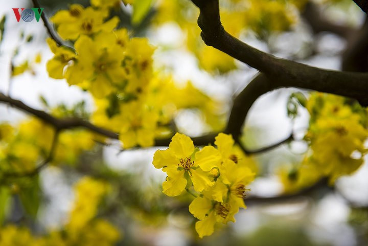 Yellow apricot blossoms beautify Hue imperial city, entertainment events, entertainment news, entertainment activities, what’s on, Vietnam culture, Vietnam tradition, vn news, Vietnam beauty, news Vietnam, Vietnam news, Vietnam net news, vietnamnet news,