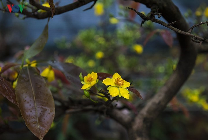 Yellow apricot blossoms beautify Hue imperial city, entertainment events, entertainment news, entertainment activities, what’s on, Vietnam culture, Vietnam tradition, vn news, Vietnam beauty, news Vietnam, Vietnam news, Vietnam net news, vietnamnet news,