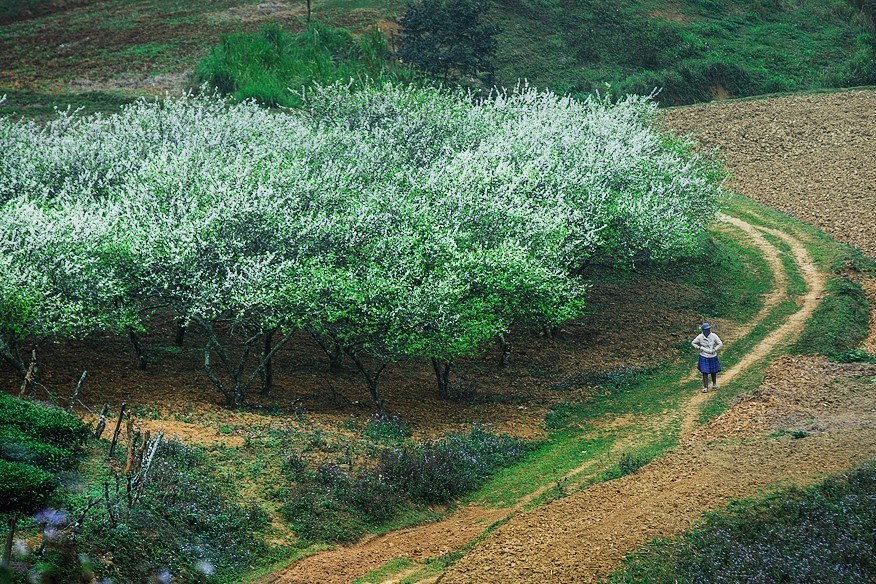 Moc Chau full of white apricot blossoms in spring, travel news, Vietnam guide, Vietnam airlines, Vietnam tour, tour Vietnam, Hanoi, ho chi minh city, Saigon, travelling to Vietnam, Vietnam travelling, Vietnam travel, vn news