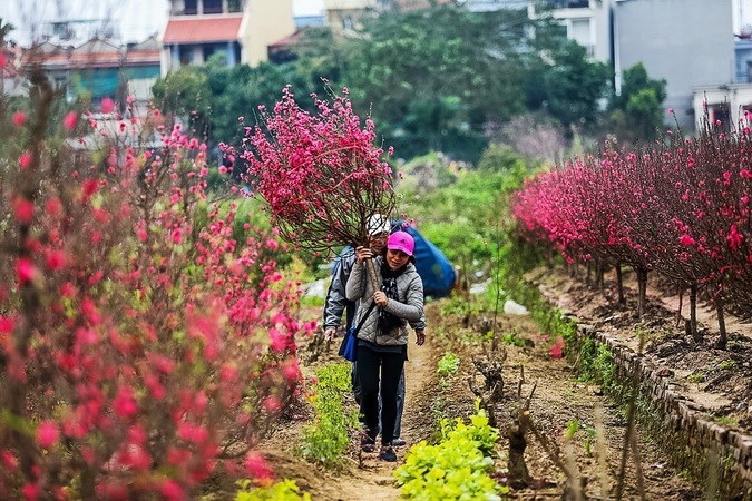 Peach blossoms, kumquats exude Tet spirit, entertainment events, entertainment news, entertainment activities, what’s on, Vietnam culture, Vietnam tradition, vn news, Vietnam beauty, news Vietnam, Vietnam news, Vietnam net news, vietnamnet news, vietnamne