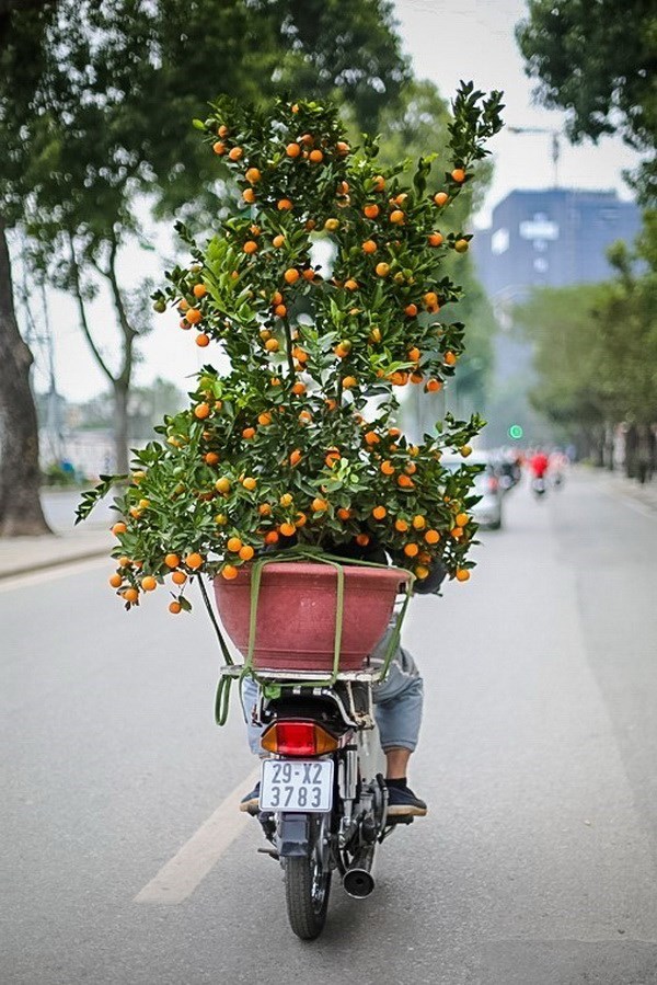 Peach blossoms, kumquats exude Tet spirit, entertainment events, entertainment news, entertainment activities, what’s on, Vietnam culture, Vietnam tradition, vn news, Vietnam beauty, news Vietnam, Vietnam news, Vietnam net news, vietnamnet news, vietnamne