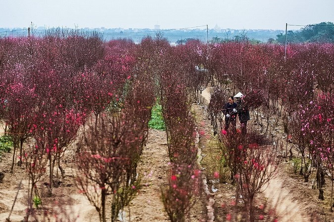 Peach blossoms, kumquats exude Tet spirit, entertainment events, entertainment news, entertainment activities, what’s on, Vietnam culture, Vietnam tradition, vn news, Vietnam beauty, news Vietnam, Vietnam news, Vietnam net news, vietnamnet news, vietnamne