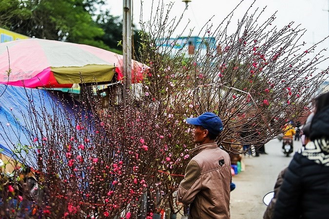 Peach blossoms, kumquats exude Tet spirit, entertainment events, entertainment news, entertainment activities, what’s on, Vietnam culture, Vietnam tradition, vn news, Vietnam beauty, news Vietnam, Vietnam news, Vietnam net news, vietnamnet news, vietnamne