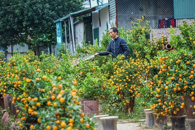 Peach blossoms, kumquats exude Tet spirit, entertainment events, entertainment news, entertainment activities, what’s on, Vietnam culture, Vietnam tradition, vn news, Vietnam beauty, news Vietnam, Vietnam news, Vietnam net news, vietnamnet news, vietnamne