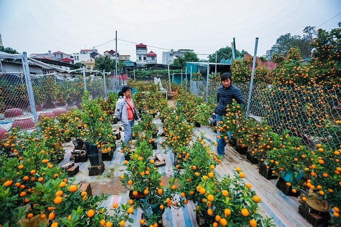 Peach blossoms, kumquats exude Tet spirit, entertainment events, entertainment news, entertainment activities, what’s on, Vietnam culture, Vietnam tradition, vn news, Vietnam beauty, news Vietnam, Vietnam news, Vietnam net news, vietnamnet news, vietnamne