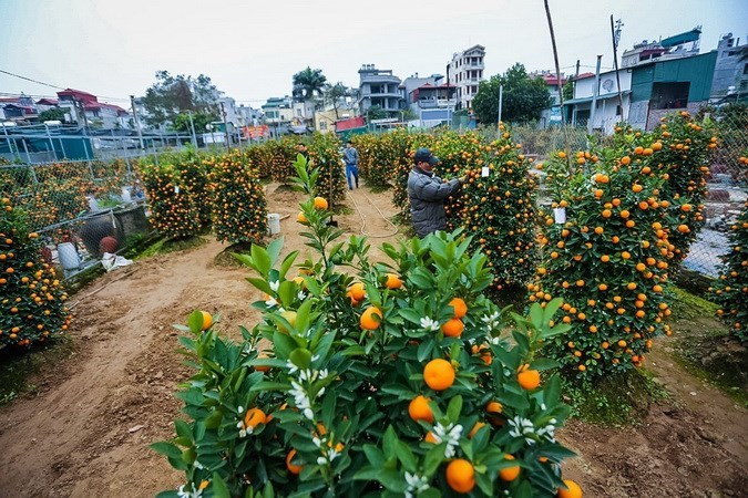 Peach blossoms, kumquats exude Tet spirit, entertainment events, entertainment news, entertainment activities, what’s on, Vietnam culture, Vietnam tradition, vn news, Vietnam beauty, news Vietnam, Vietnam news, Vietnam net news, vietnamnet news, vietnamne