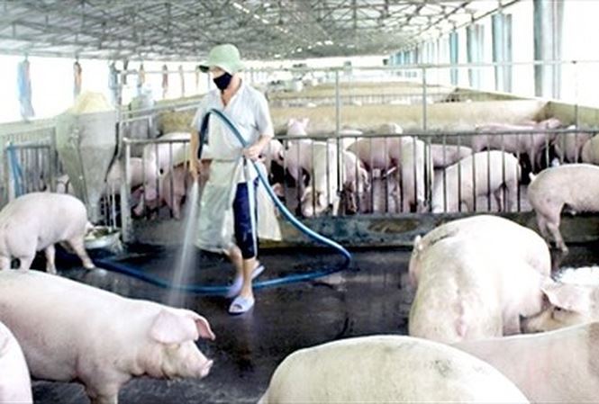 vietnam economy, business news, vn news, vietnamnet bridge, english news, Vietnam news, news Vietnam, vietnamnet news, vn news, Vietnam net news, Vietnam latest news, Vietnam breaking news, CPTPP, animal husbandry, fruits