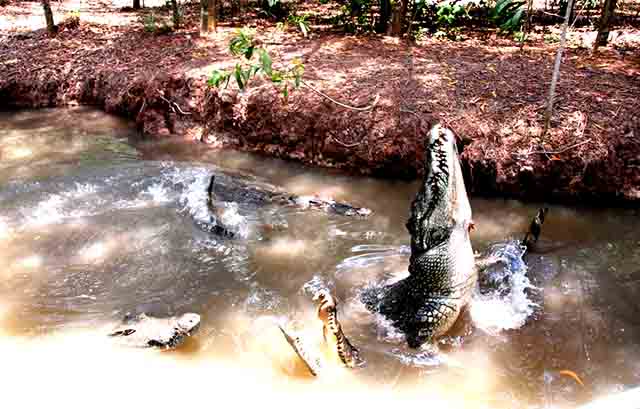 Exploring Vam Sat ecological tourist site in Can Gio, travel news, Vietnam guide, Vietnam airlines, Vietnam tour, tour Vietnam, Hanoi, ho chi minh city, Saigon, travelling to Vietnam, Vietnam travelling, Vietnam travel, vn news