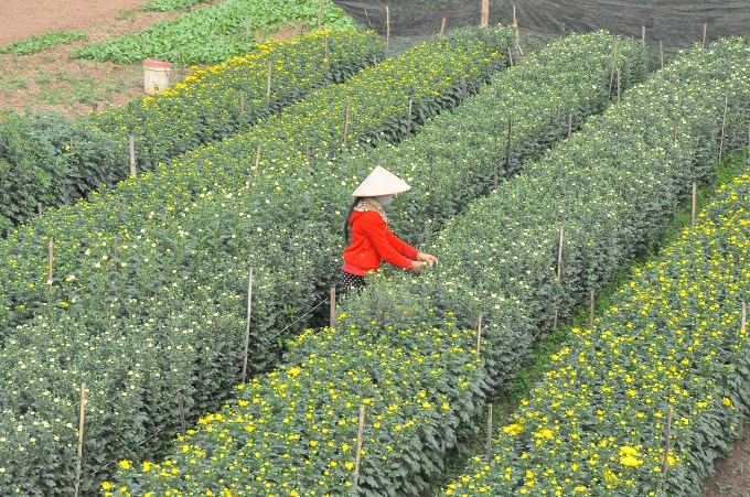 Phu Van village combines horticulture and tourism, travel news, Vietnam guide, Vietnam airlines, Vietnam tour, tour Vietnam, Hanoi, ho chi minh city, Saigon, travelling to Vietnam, Vietnam travelling, Vietnam travel, vn news