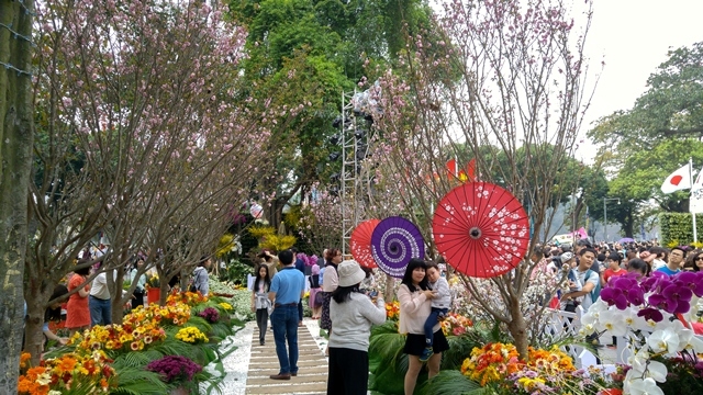 Cherry blossoms in full bloom at Hanoi’s Japanese festival, entertainment events, entertainment news, entertainment activities, what’s on, Vietnam culture, Vietnam tradition, vn news, Vietnam beauty, news Vietnam, Vietnam news, Vietnam net news, vietnamne