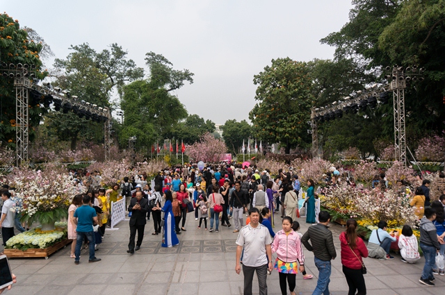 Cherry blossoms in full bloom at Hanoi’s Japanese festival, entertainment events, entertainment news, entertainment activities, what’s on, Vietnam culture, Vietnam tradition, vn news, Vietnam beauty, news Vietnam, Vietnam news, Vietnam net news, vietnamne