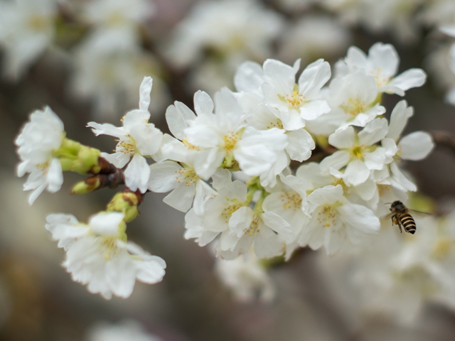 Cherry blossoms in full bloom at Hanoi’s Japanese festival, entertainment events, entertainment news, entertainment activities, what’s on, Vietnam culture, Vietnam tradition, vn news, Vietnam beauty, news Vietnam, Vietnam news, Vietnam net news, vietnamne