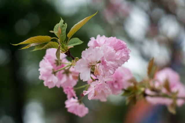 Cherry blossoms in full bloom at Hanoi’s Japanese festival, entertainment events, entertainment news, entertainment activities, what’s on, Vietnam culture, Vietnam tradition, vn news, Vietnam beauty, news Vietnam, Vietnam news, Vietnam net news, vietnamne