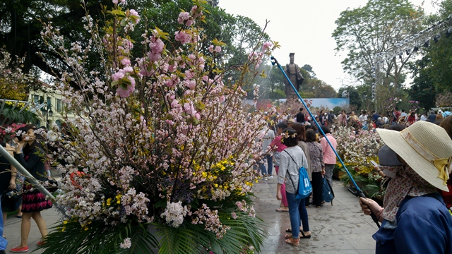 Cherry blossoms in full bloom at Hanoi’s Japanese festival, entertainment events, entertainment news, entertainment activities, what’s on, Vietnam culture, Vietnam tradition, vn news, Vietnam beauty, news Vietnam, Vietnam news, Vietnam net news, vietnamne