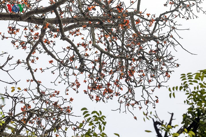 March ablaze with flush of bombax ceiba blossom, travel news, Vietnam guide, Vietnam airlines, Vietnam tour, tour Vietnam, Hanoi, ho chi minh city, Saigon, travelling to Vietnam, Vietnam travelling, Vietnam travel, vn news