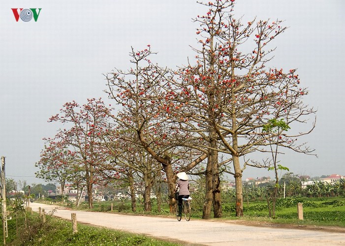 March ablaze with flush of bombax ceiba blossom, travel news, Vietnam guide, Vietnam airlines, Vietnam tour, tour Vietnam, Hanoi, ho chi minh city, Saigon, travelling to Vietnam, Vietnam travelling, Vietnam travel, vn news