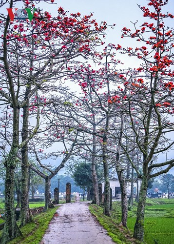 March ablaze with flush of bombax ceiba blossom, travel news, Vietnam guide, Vietnam airlines, Vietnam tour, tour Vietnam, Hanoi, ho chi minh city, Saigon, travelling to Vietnam, Vietnam travelling, Vietnam travel, vn news