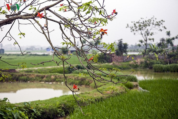 March ablaze with flush of bombax ceiba blossom, travel news, Vietnam guide, Vietnam airlines, Vietnam tour, tour Vietnam, Hanoi, ho chi minh city, Saigon, travelling to Vietnam, Vietnam travelling, Vietnam travel, vn news