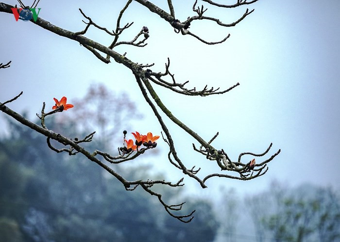 March ablaze with flush of bombax ceiba blossom, travel news, Vietnam guide, Vietnam airlines, Vietnam tour, tour Vietnam, Hanoi, ho chi minh city, Saigon, travelling to Vietnam, Vietnam travelling, Vietnam travel, vn news