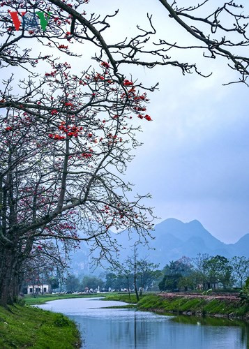 March ablaze with flush of bombax ceiba blossom, travel news, Vietnam guide, Vietnam airlines, Vietnam tour, tour Vietnam, Hanoi, ho chi minh city, Saigon, travelling to Vietnam, Vietnam travelling, Vietnam travel, vn news