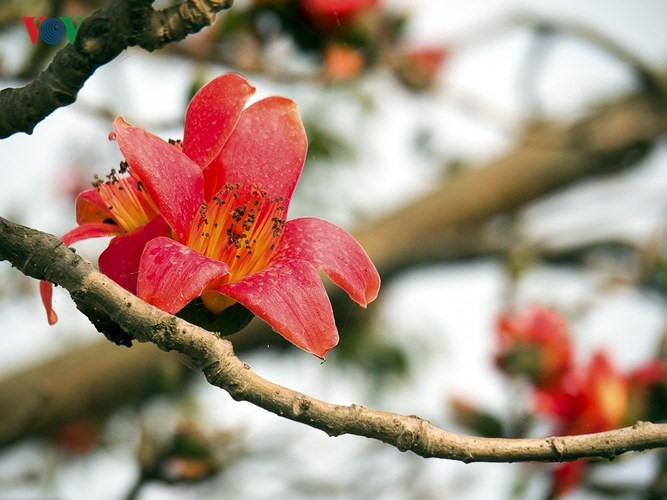 March ablaze with flush of bombax ceiba blossom, travel news, Vietnam guide, Vietnam airlines, Vietnam tour, tour Vietnam, Hanoi, ho chi minh city, Saigon, travelling to Vietnam, Vietnam travelling, Vietnam travel, vn news