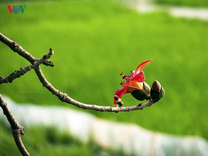 March ablaze with flush of bombax ceiba blossom, travel news, Vietnam guide, Vietnam airlines, Vietnam tour, tour Vietnam, Hanoi, ho chi minh city, Saigon, travelling to Vietnam, Vietnam travelling, Vietnam travel, vn news