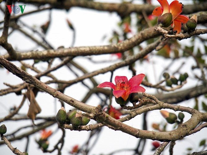 March ablaze with flush of bombax ceiba blossom, travel news, Vietnam guide, Vietnam airlines, Vietnam tour, tour Vietnam, Hanoi, ho chi minh city, Saigon, travelling to Vietnam, Vietnam travelling, Vietnam travel, vn news