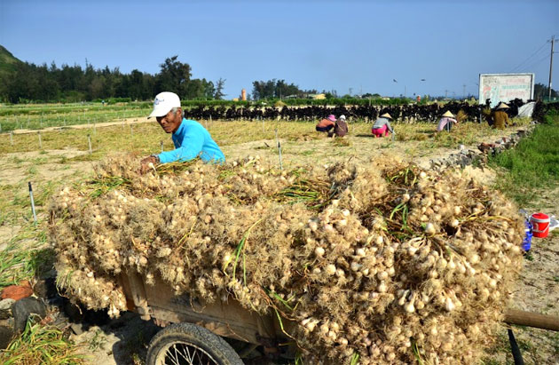 'White gold' on the roof, Ly son island, Ly son garlic, social news, vietnamnet bridge, english news, Vietnam news, news Vietnam, vietnamnet news, Vietnam net news, Vietnam latest news, vn news, Vietnam breaking news