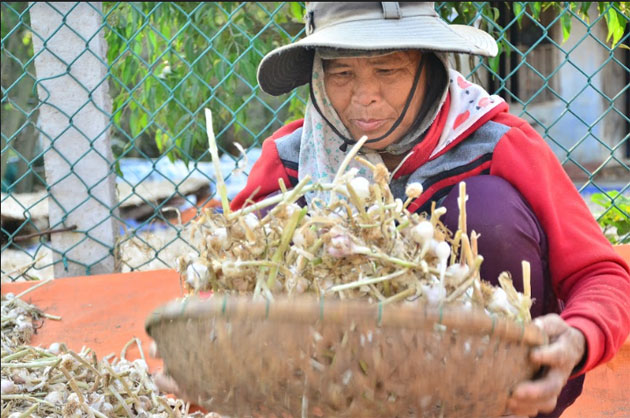 'White gold' on the roof, Ly son island, Ly son garlic, social news, vietnamnet bridge, english news, Vietnam news, news Vietnam, vietnamnet news, Vietnam net news, Vietnam latest news, vn news, Vietnam breaking news