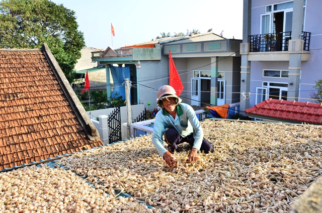 'White gold' on the roof, Ly son island, Ly son garlic, social news, vietnamnet bridge, english news, Vietnam news, news Vietnam, vietnamnet news, Vietnam net news, Vietnam latest news, vn news, Vietnam breaking news