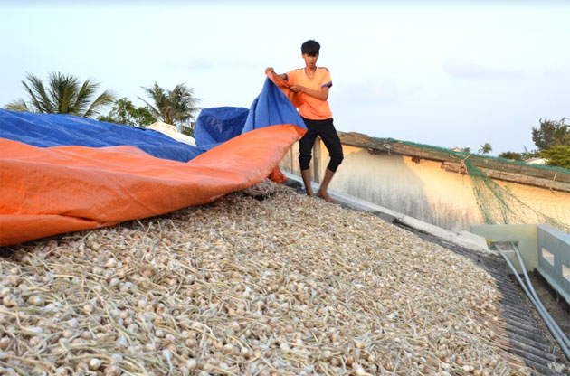 'White gold' on the roof, Ly son island, Ly son garlic, social news, vietnamnet bridge, english news, Vietnam news, news Vietnam, vietnamnet news, Vietnam net news, Vietnam latest news, vn news, Vietnam breaking news