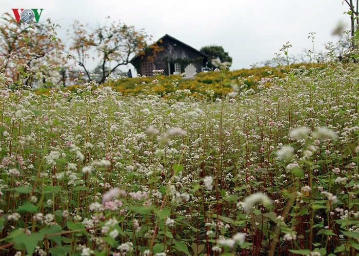 Buckwheat flowers bring a sparkle to Hanoi, travel news, Vietnam guide, Vietnam airlines, Vietnam tour, tour Vietnam, Hanoi, ho chi minh city, Saigon, travelling to Vietnam, Vietnam travelling, Vietnam travel, vn news