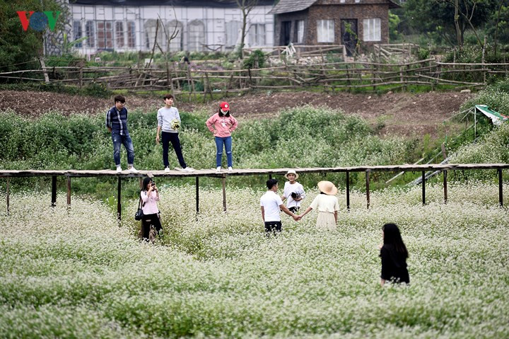 Buckwheat flowers bring a sparkle to Hanoi, travel news, Vietnam guide, Vietnam airlines, Vietnam tour, tour Vietnam, Hanoi, ho chi minh city, Saigon, travelling to Vietnam, Vietnam travelling, Vietnam travel, vn news