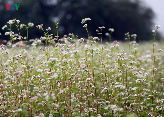 Buckwheat flowers bring a sparkle to Hanoi, travel news, Vietnam guide, Vietnam airlines, Vietnam tour, tour Vietnam, Hanoi, ho chi minh city, Saigon, travelling to Vietnam, Vietnam travelling, Vietnam travel, vn news