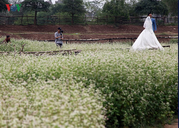 Buckwheat flowers bring a sparkle to Hanoi, travel news, Vietnam guide, Vietnam airlines, Vietnam tour, tour Vietnam, Hanoi, ho chi minh city, Saigon, travelling to Vietnam, Vietnam travelling, Vietnam travel, vn news