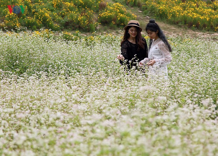 Buckwheat flowers bring a sparkle to Hanoi, travel news, Vietnam guide, Vietnam airlines, Vietnam tour, tour Vietnam, Hanoi, ho chi minh city, Saigon, travelling to Vietnam, Vietnam travelling, Vietnam travel, vn news