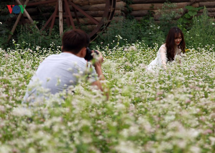 Buckwheat flowers bring a sparkle to Hanoi, travel news, Vietnam guide, Vietnam airlines, Vietnam tour, tour Vietnam, Hanoi, ho chi minh city, Saigon, travelling to Vietnam, Vietnam travelling, Vietnam travel, vn news