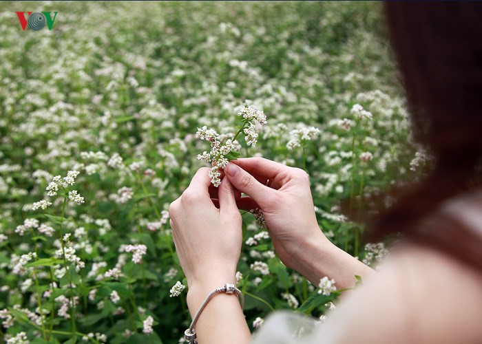 Buckwheat flowers bring a sparkle to Hanoi, travel news, Vietnam guide, Vietnam airlines, Vietnam tour, tour Vietnam, Hanoi, ho chi minh city, Saigon, travelling to Vietnam, Vietnam travelling, Vietnam travel, vn news