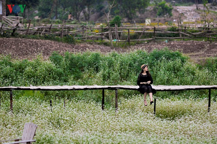 Buckwheat flowers bring a sparkle to Hanoi, travel news, Vietnam guide, Vietnam airlines, Vietnam tour, tour Vietnam, Hanoi, ho chi minh city, Saigon, travelling to Vietnam, Vietnam travelling, Vietnam travel, vn news